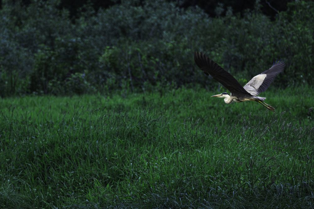 Фотография автора Руслан Мензулин