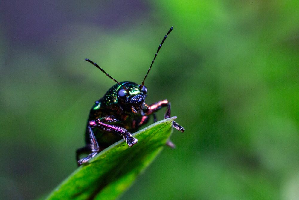 Фотография автора Laddu Sasindu Pramuditha De Silva