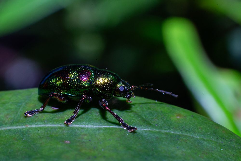 Фотография автора Laddu Sasindu Pramuditha De Silva