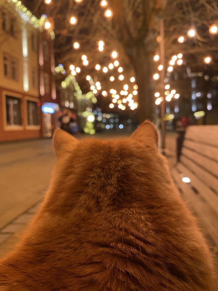 С котиком.