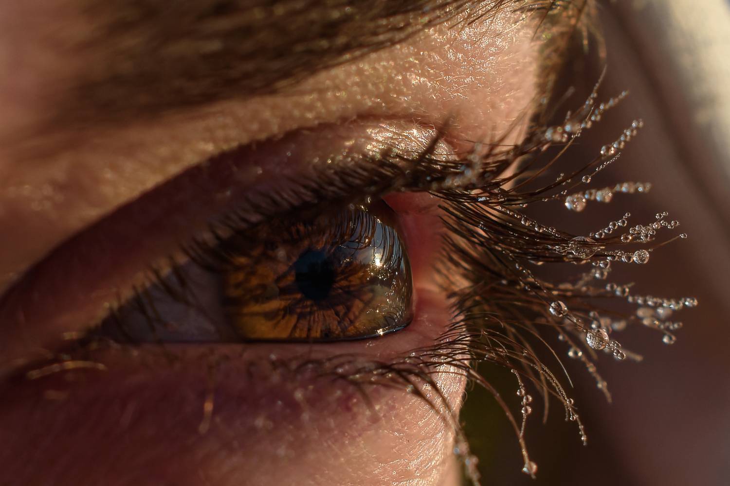 Глаз человека