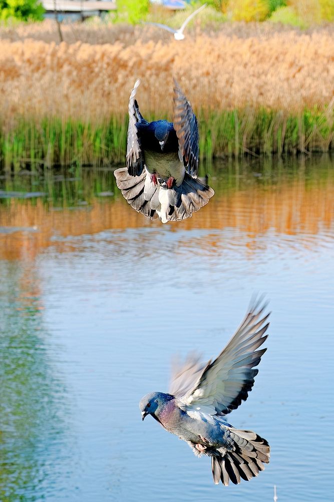 Photograph by Михаил Косолапов