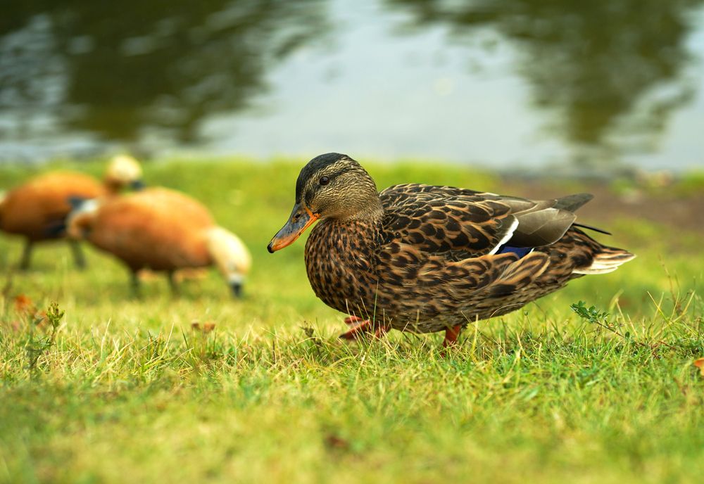 Photograph by Галина Искандарова