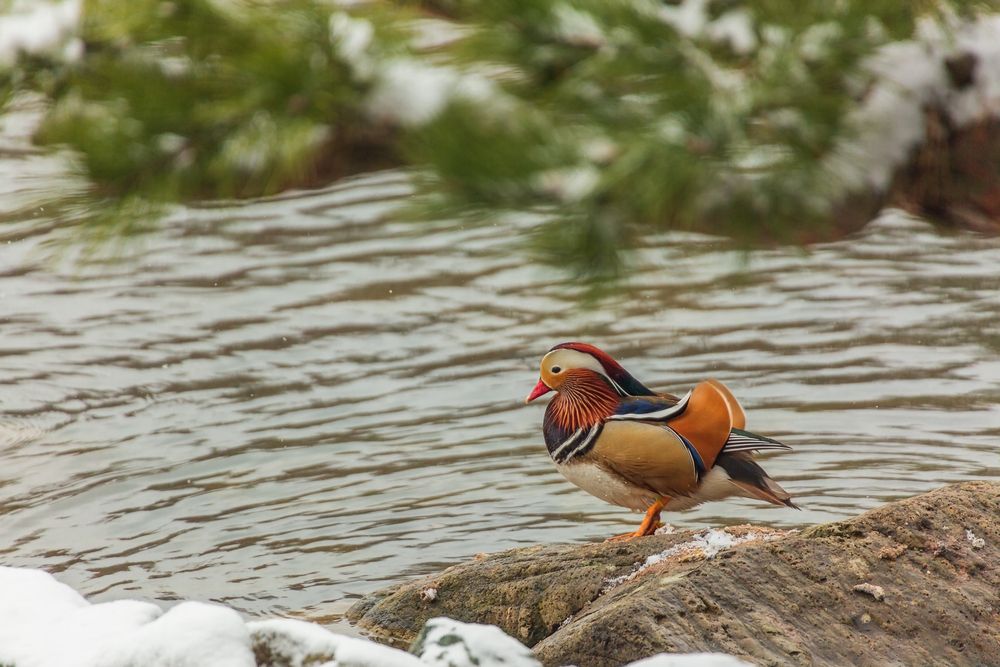 Фотография автора Галина Шепелева