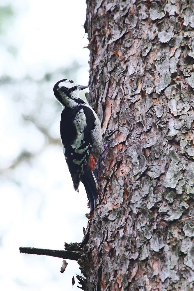 Photograph by Геннадий Титов