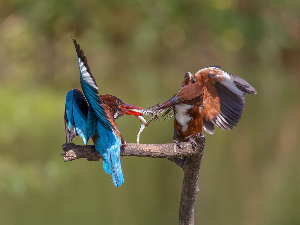 Photograph by Lital Tzach Yona