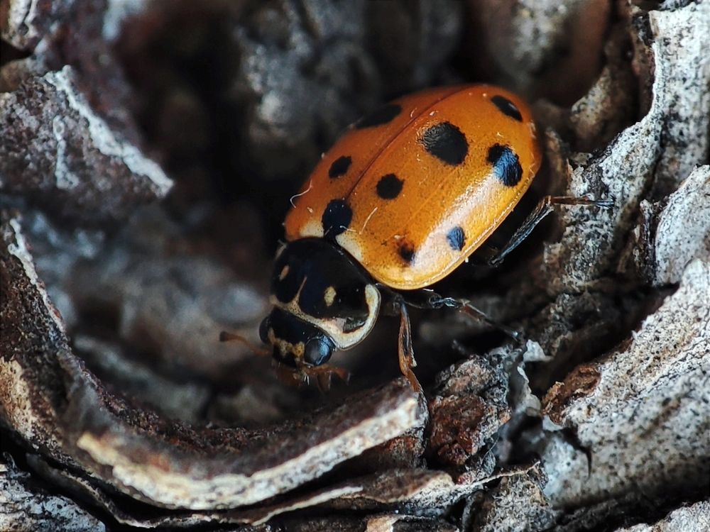 Photograph by Ирина Строкова