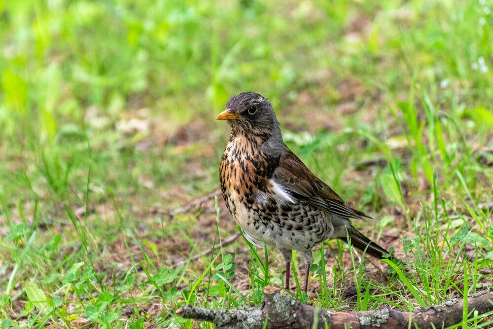 Photograph by Наталья Вялых