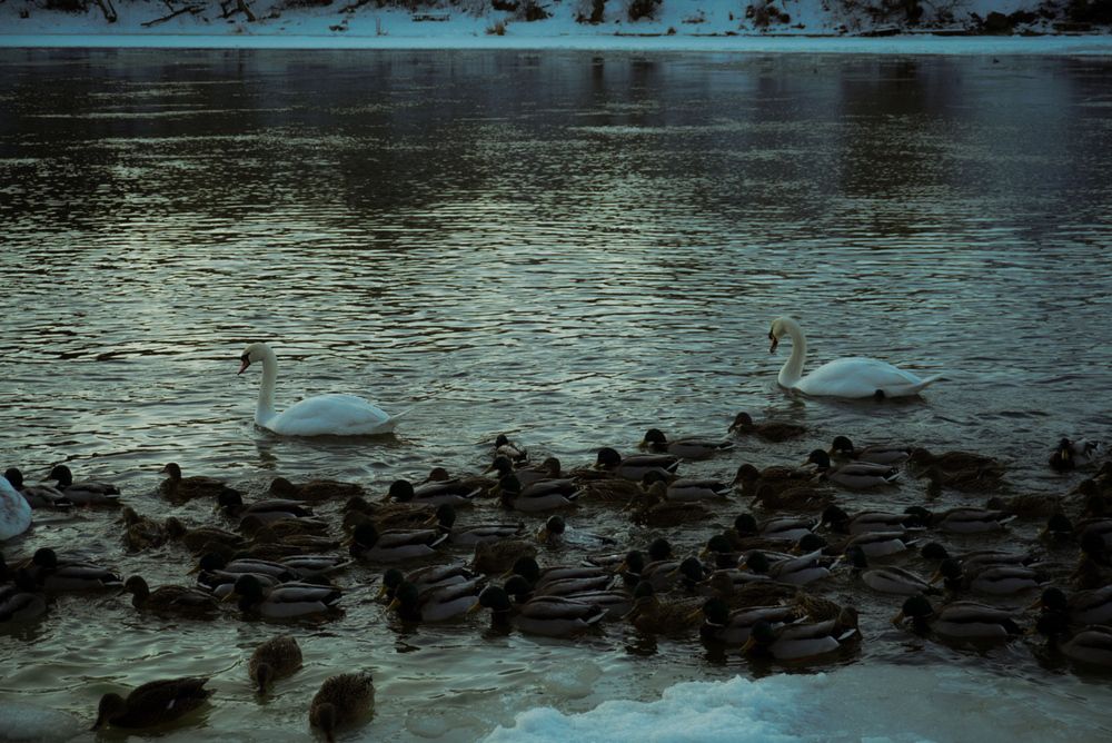 Photograph by Анастасия Мешкова