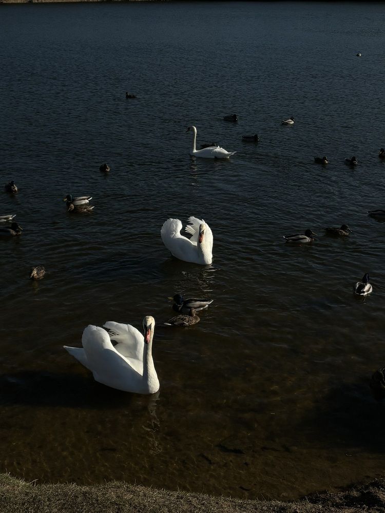 Photograph by Анастасия Мешкова