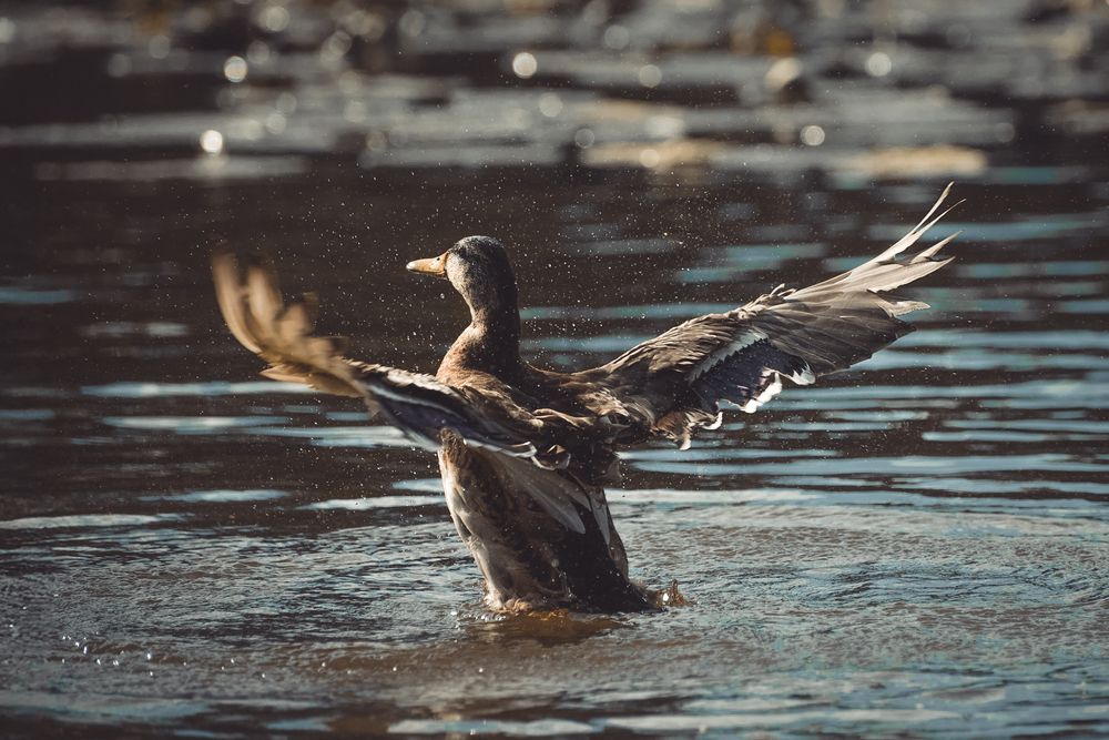 Photograph by Елена Луговая