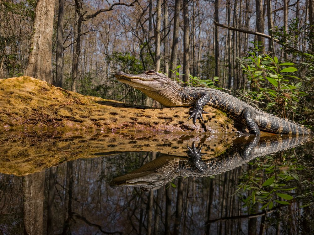 Juvenile Gator in a World of Mirrors