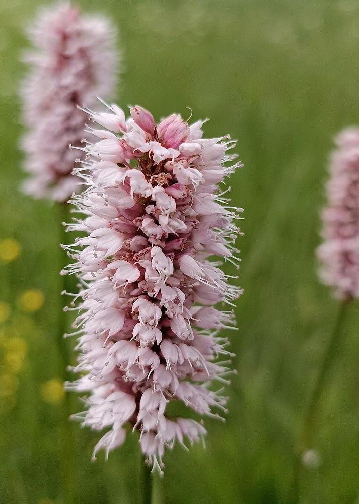 Горец змеиный (Persicaria bistorta)