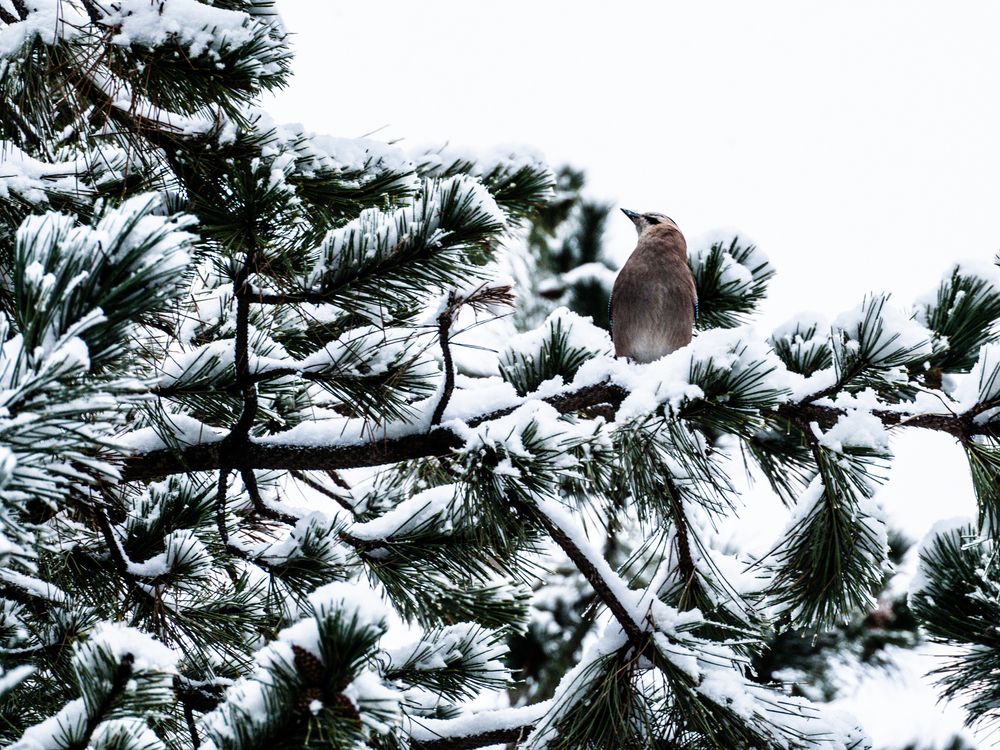 Photograph by Максим Новиков