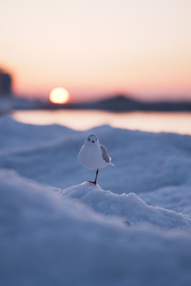 Photograph by Анастасия Пьянкова