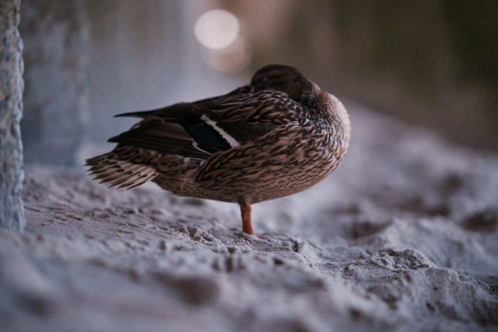 Photograph by Анастасия Пьянкова