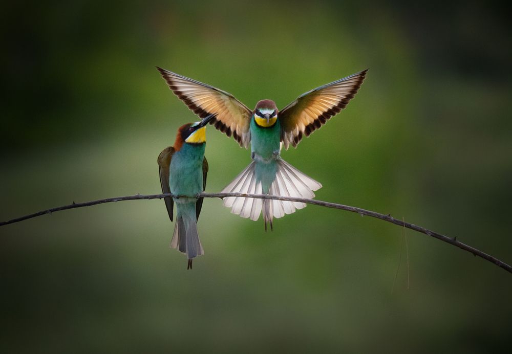 Watching bee-eaters. I am coming!