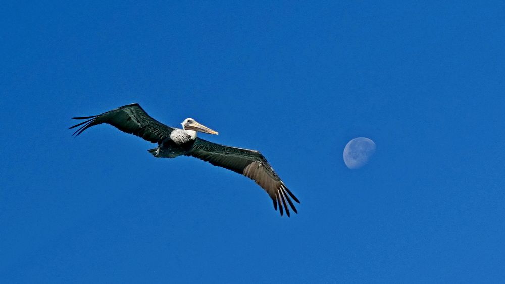 Фотография автора николай зайцев