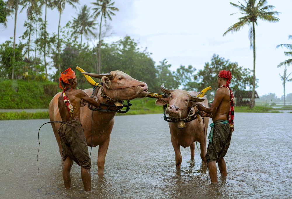 Photograph by Eko Hardiyanto