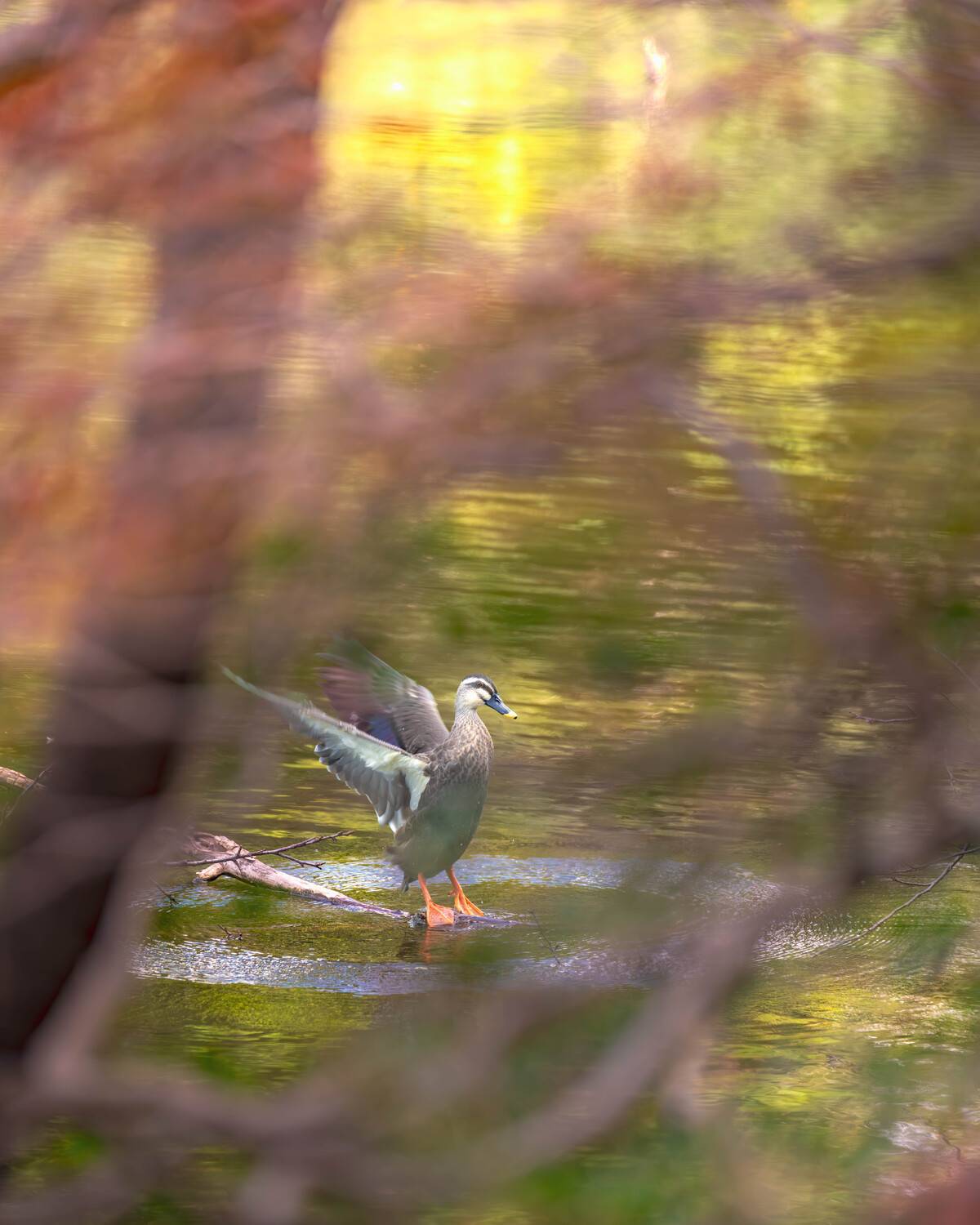 Фотография #13237382