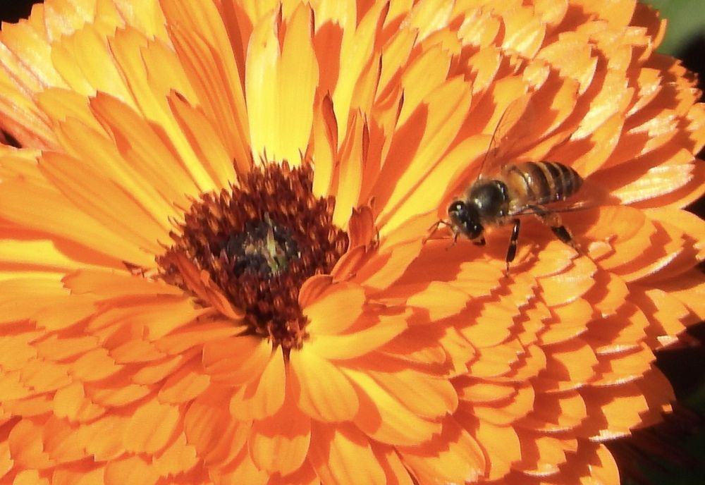 Honeybee