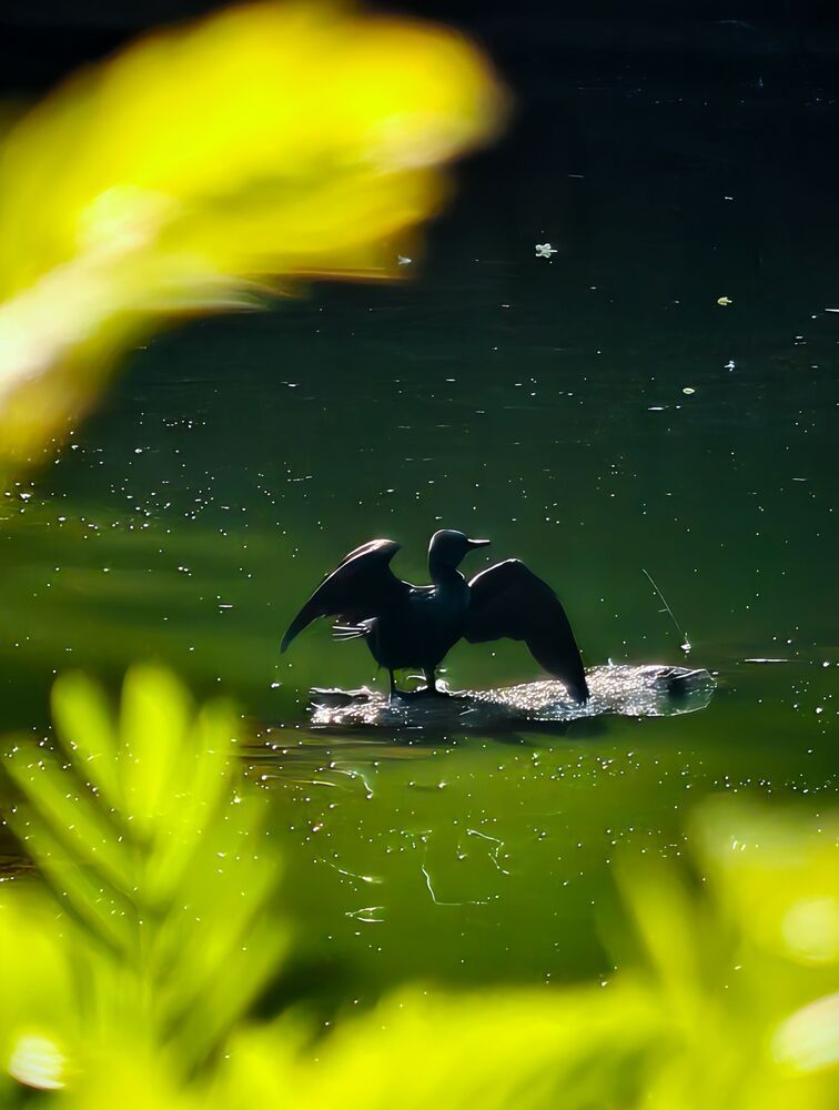 Photograph by Saurav Kumar Singh
