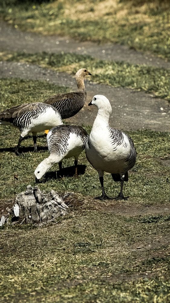 Машеллановы гуси
