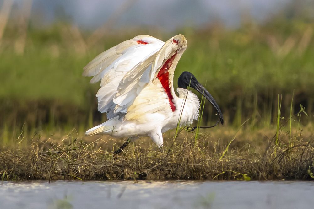 Photograph by RUPAM DAS
