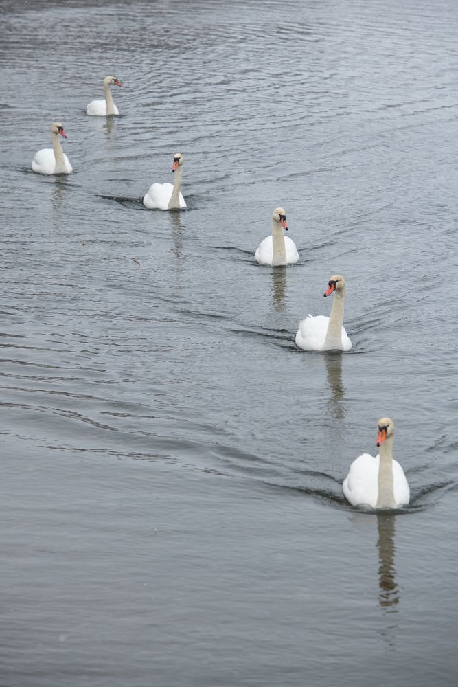 Парад невест