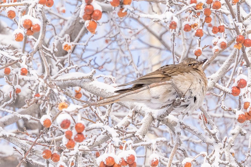Сибирские морозы