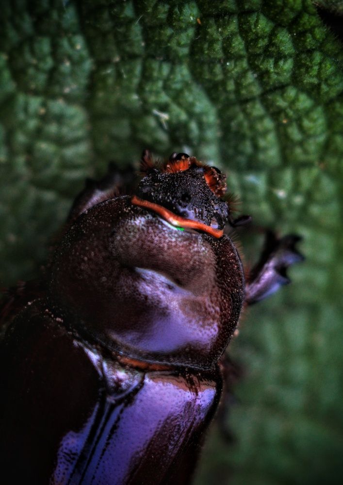 Photograph by AlexaL