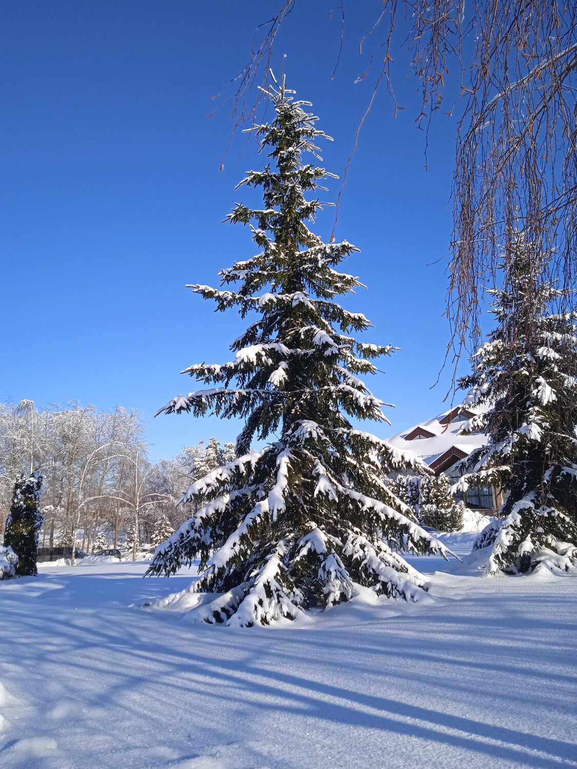 Photo #13238194