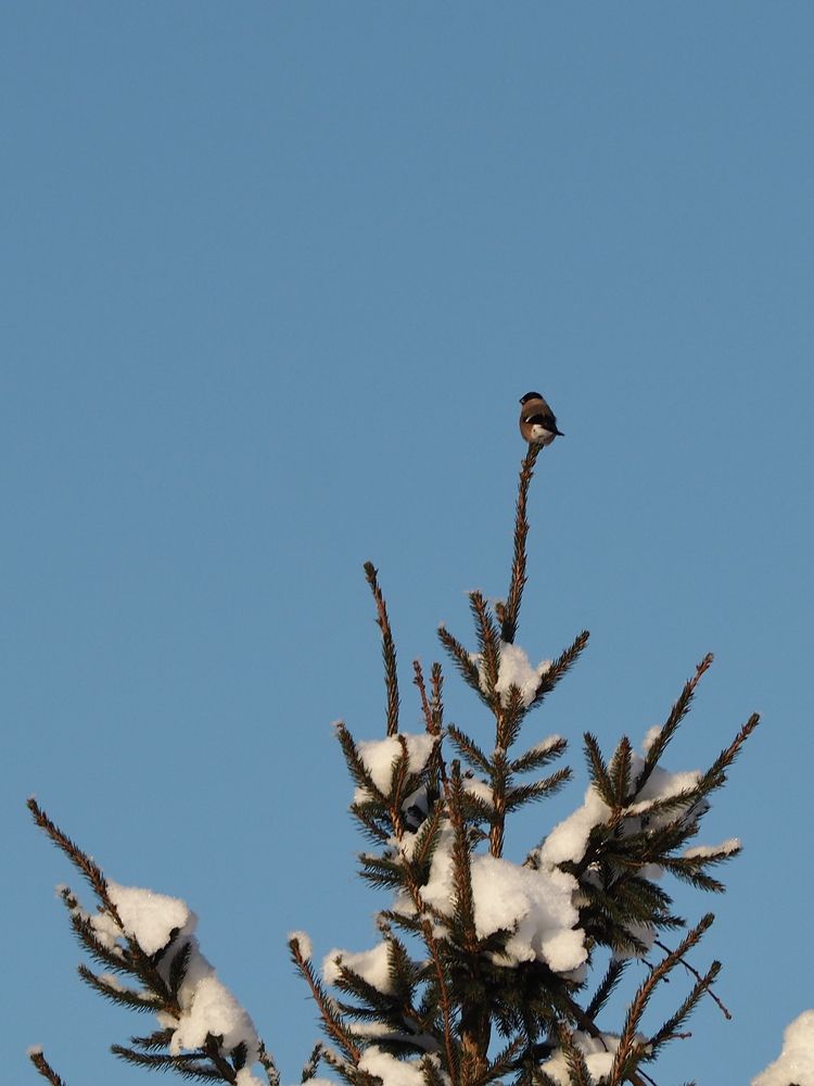 Photograph by Алена Тутыхина