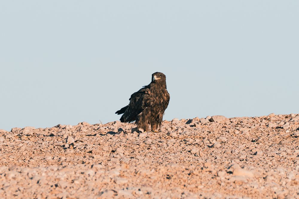 Photograph by Brian Robinson