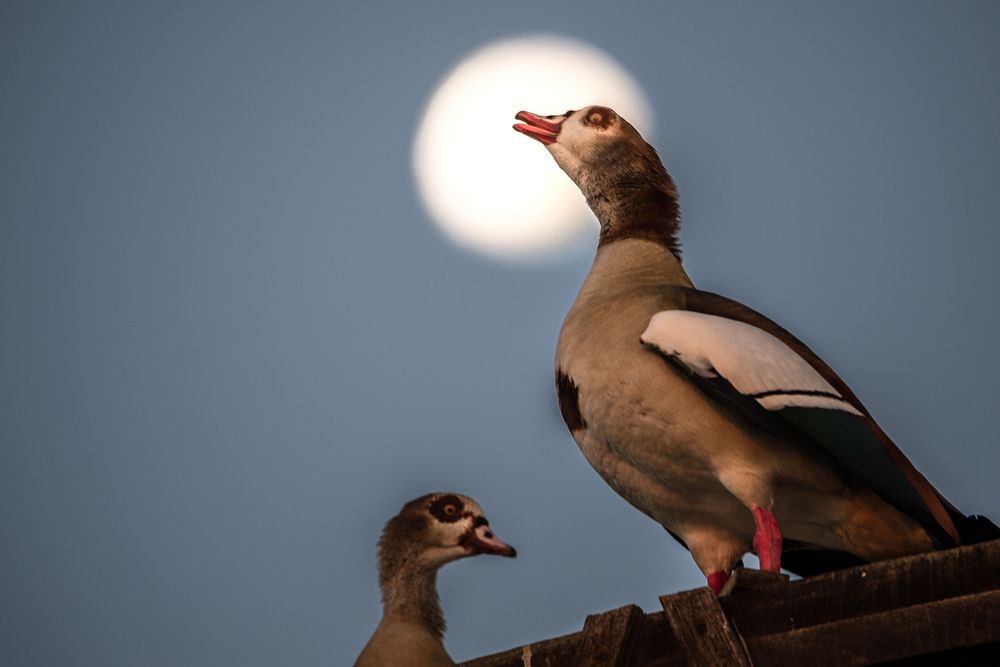 Photograph by Zubair Irshad