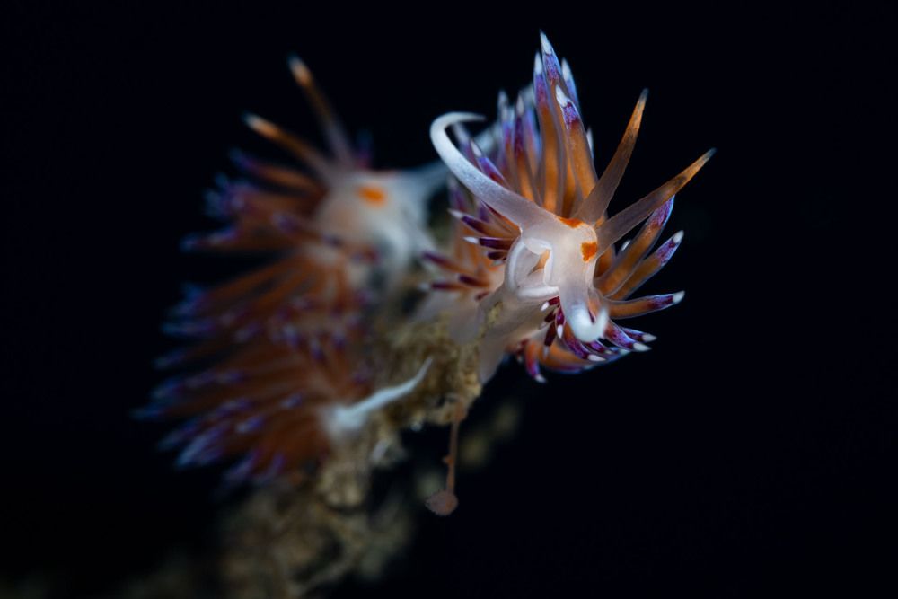 Cratena nudibranchs