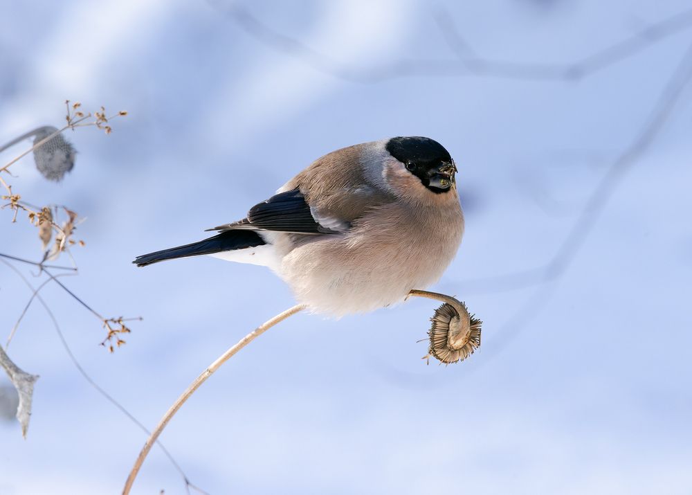 ♀ Уссурийский снегирь (Pyrrhula griseiventris)