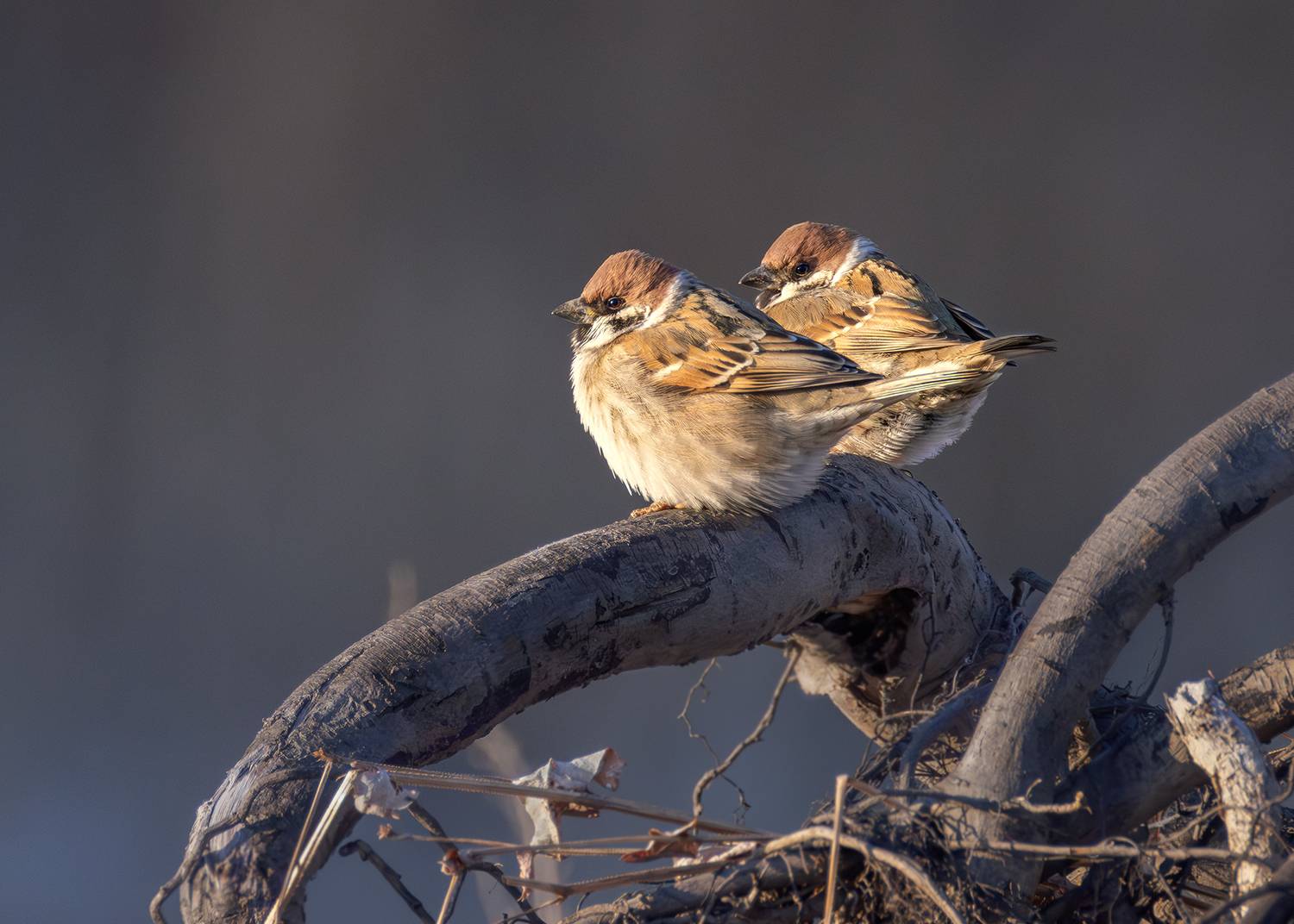 Фотография #13238552