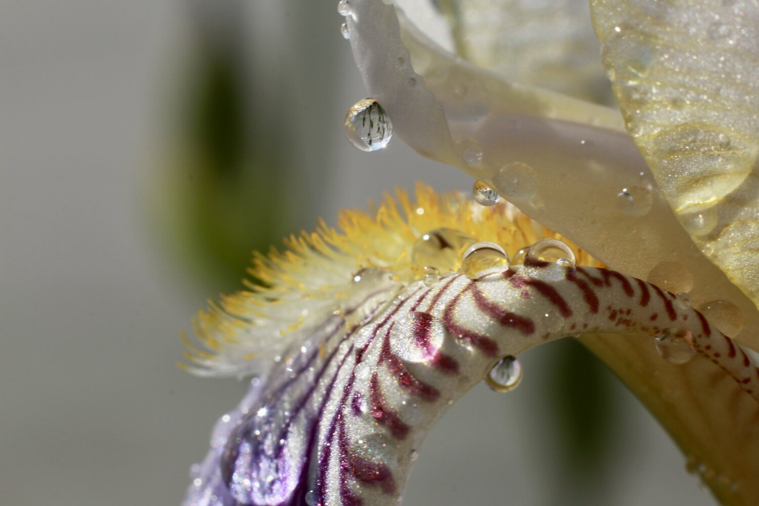 Photo #13238553