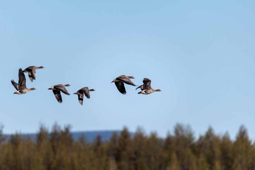 Photograph by Олег Яковлев