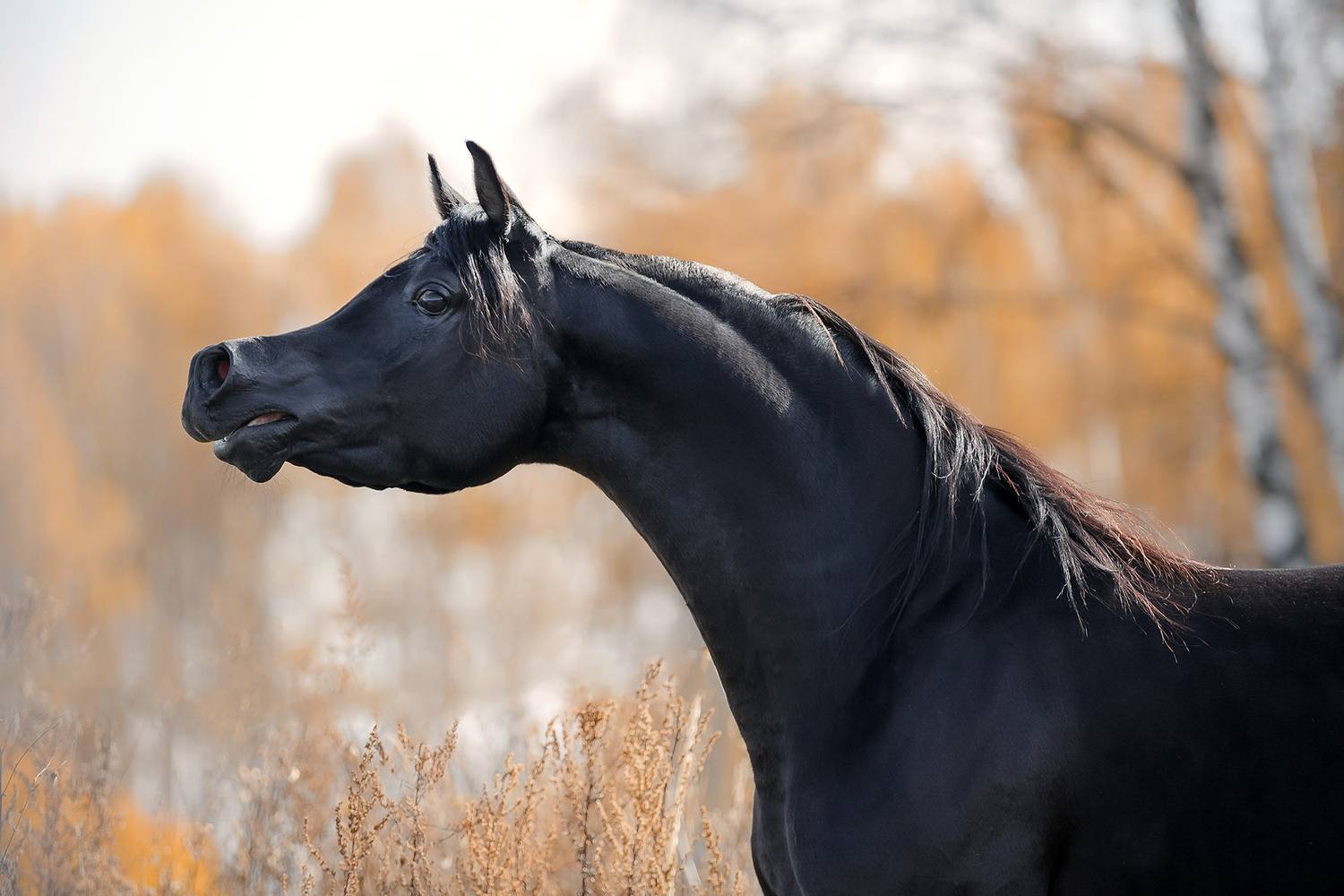 Фотография #13238719