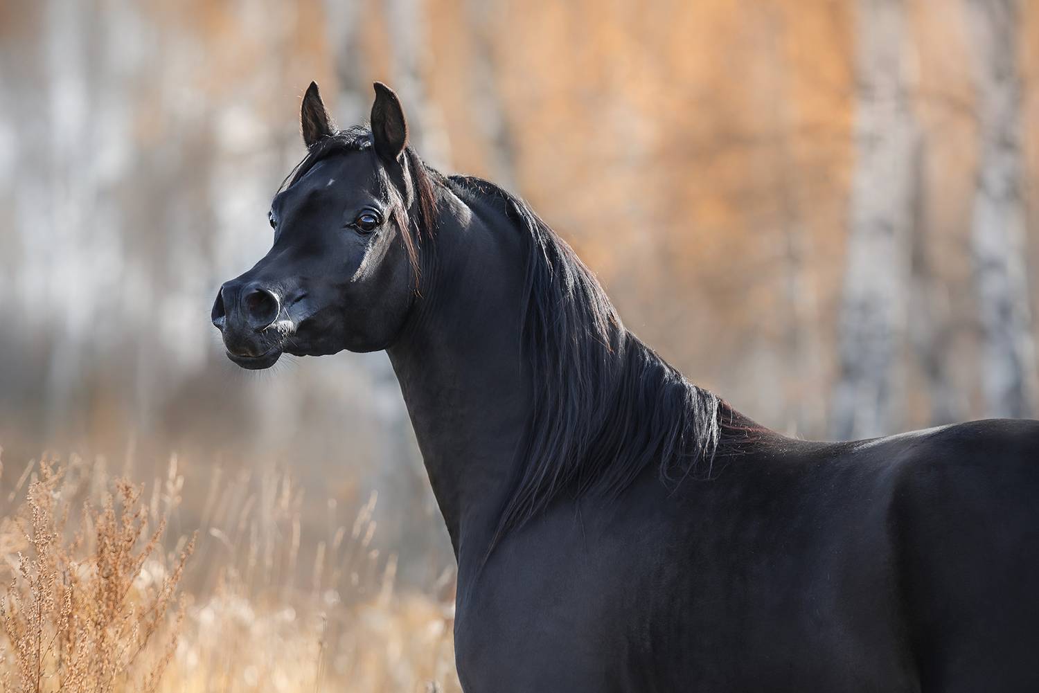 Фотография #13238721