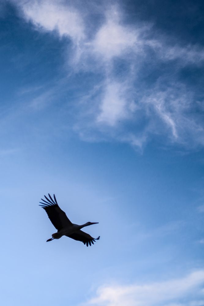 Аист на Полесьи