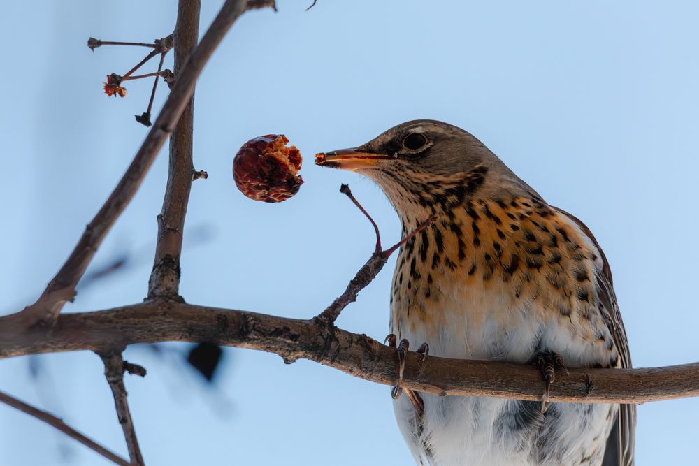 Photograph by Елена Георгиевская
