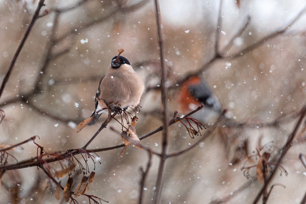 Photograph by Елена Георгиевская
