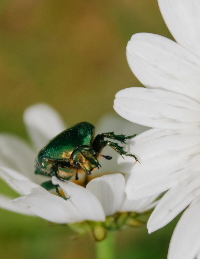 Фотография автора Albina Kremez
