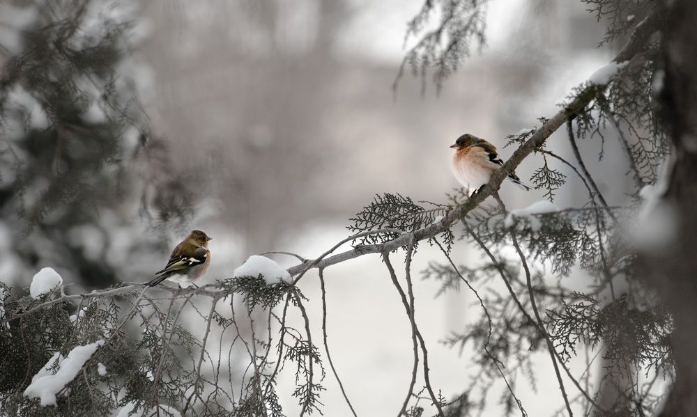 Photograph by Рената Митрова