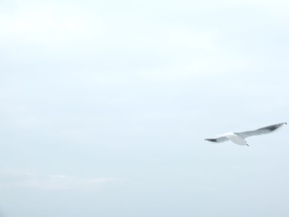 Photo #13239000