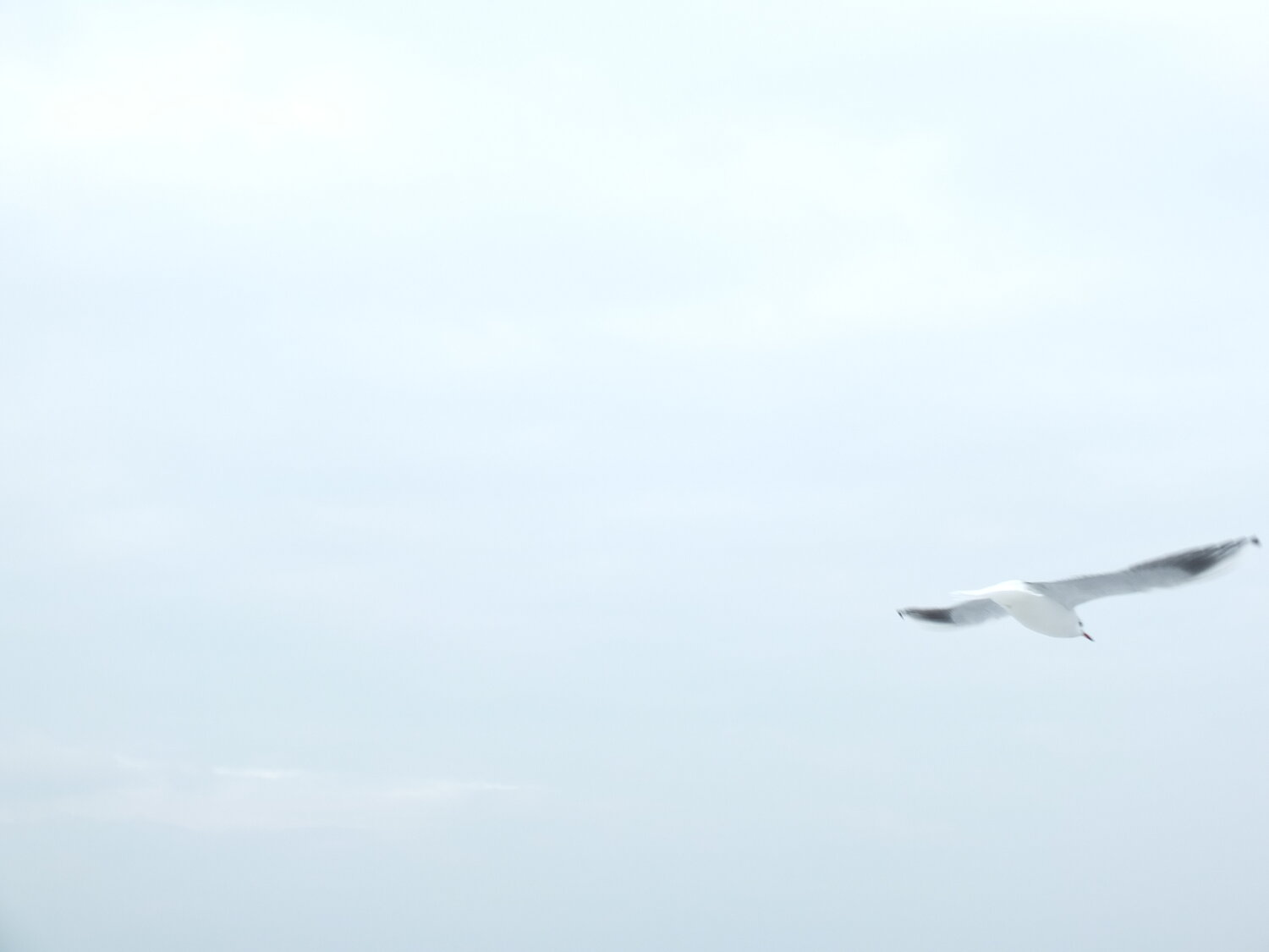Photo #13239000