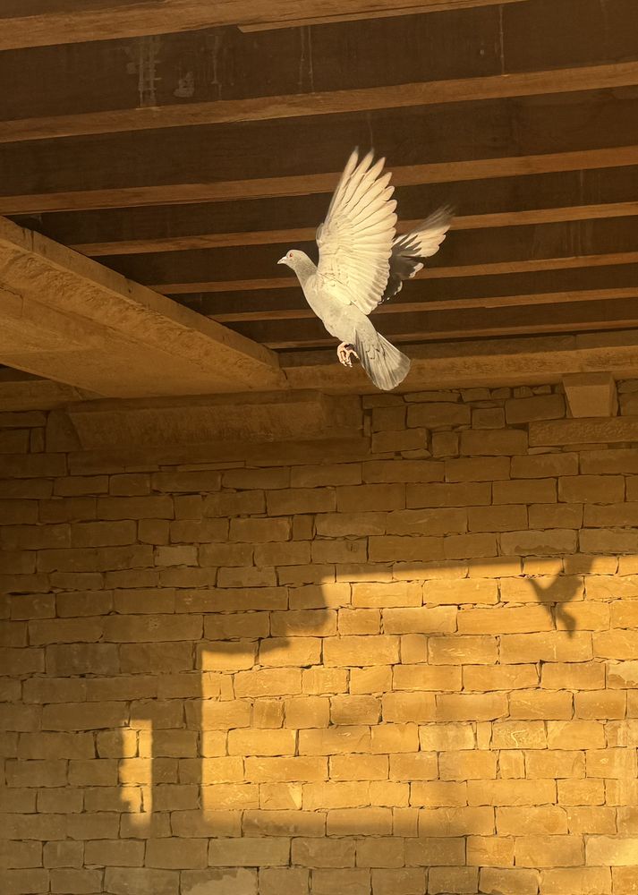 Photograph by Kaushik Dolui